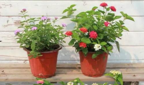 郭大锤最新爆料视频,揭秘视频背后的惊人真相 第2张 郭大锤最新爆料视频,揭秘视频背后的惊人真相 第2张